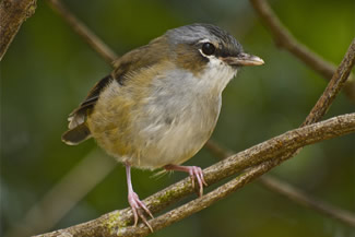 Harlekijnstruikvliegenvanger - Heteromyias albispecularis